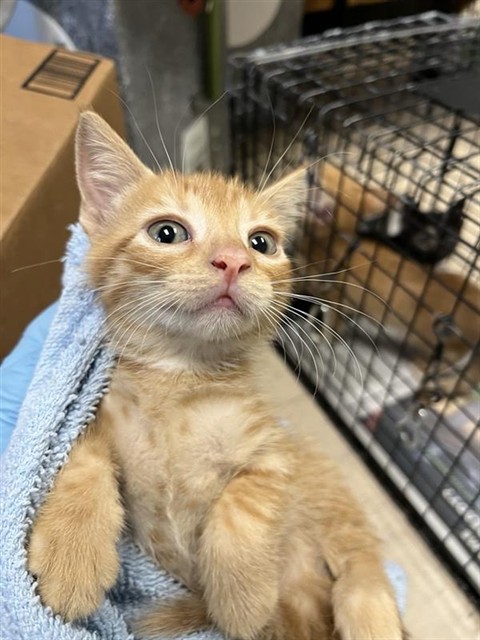Adoptable Cat