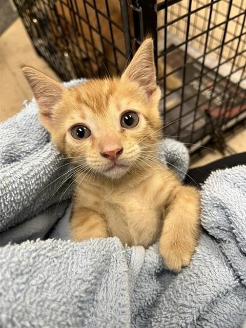 Adoptable Cat