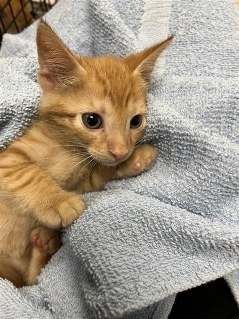 Adoptable Cat