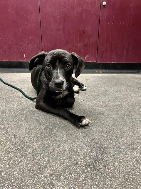 Adoptable Dog