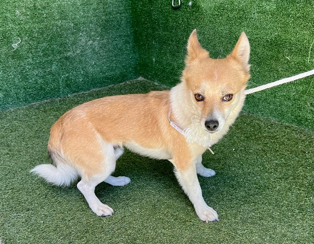 Adoptable Dog
