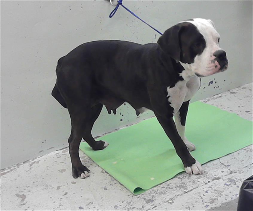 Adoptable Dog