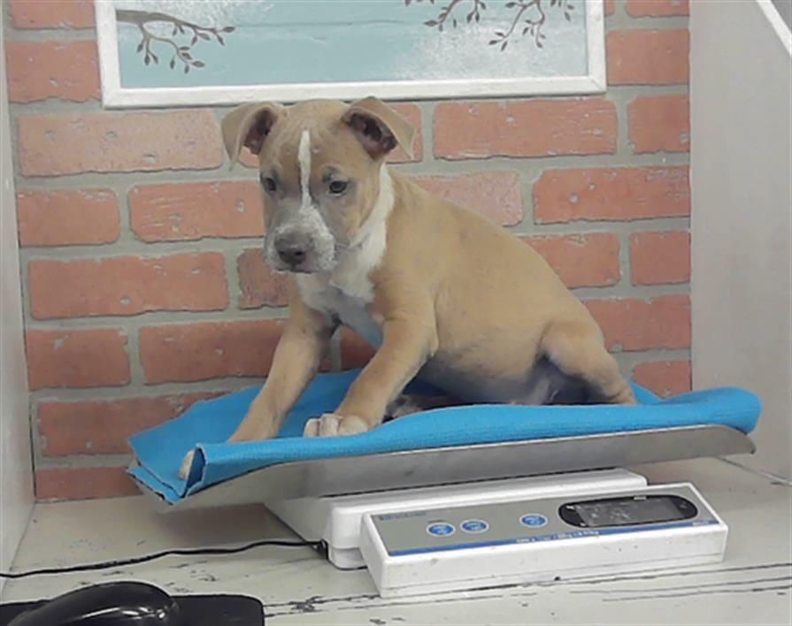 Adoptable Dog