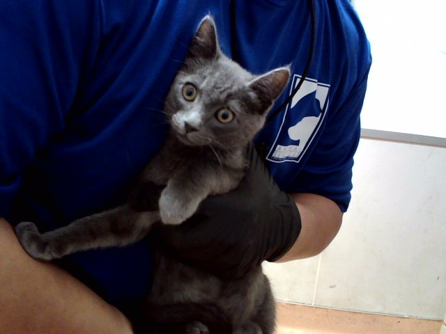 Adoptable Cat