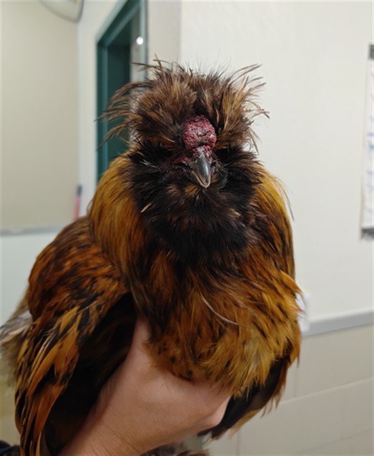 Adoptable Bird