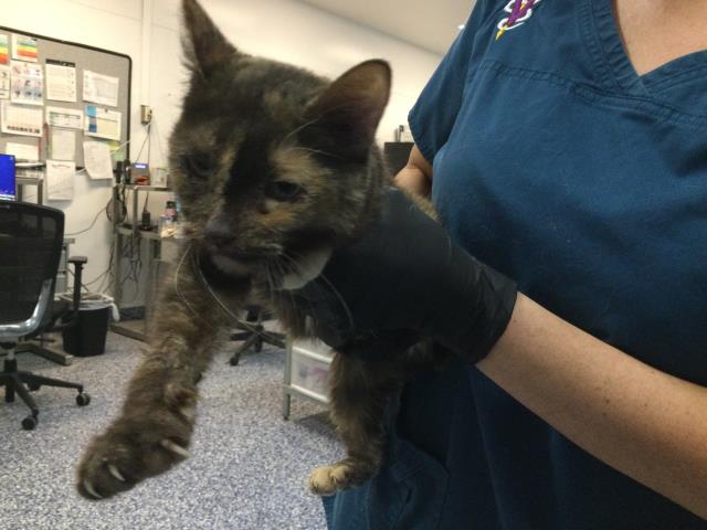 Adoptable Cat