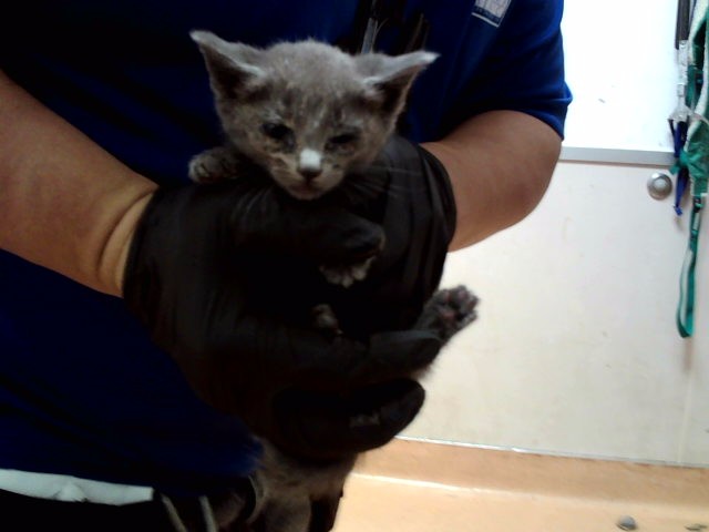 Adoptable Cat