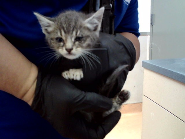 Adoptable Cat