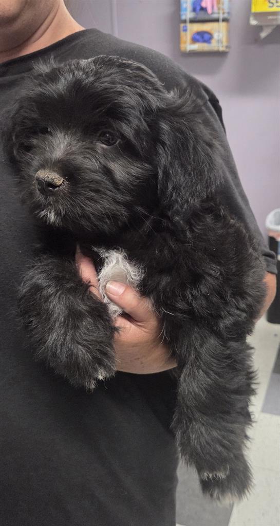 Archie