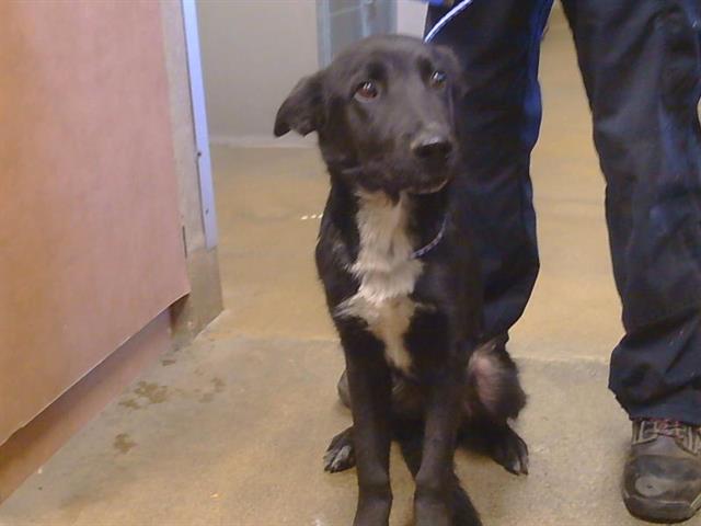 Adoptable Dog