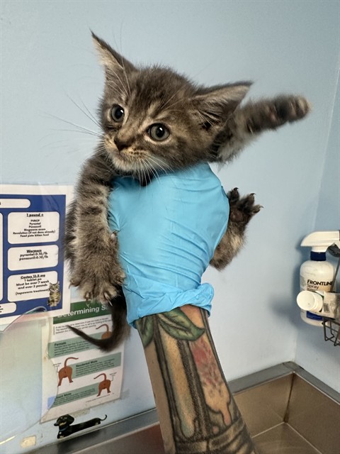 Adoptable Cat