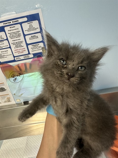 Adoptable Cat