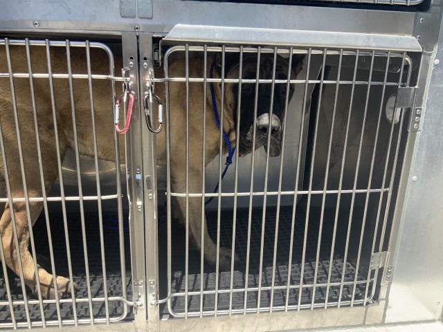 Adoptable Dog