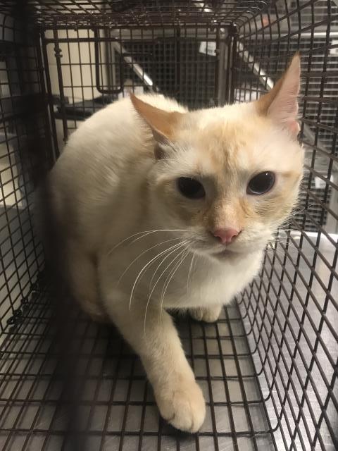 Adoptable Cat