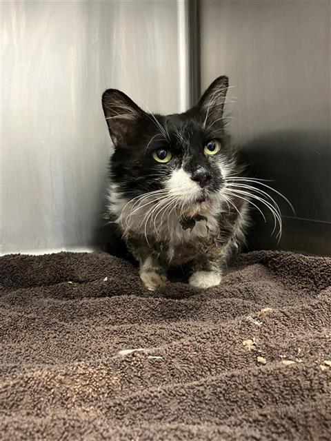 Adoptable Cat
