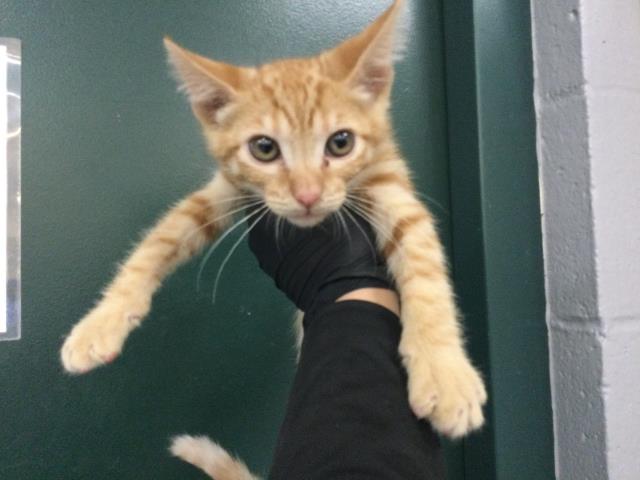 Adoptable Cat