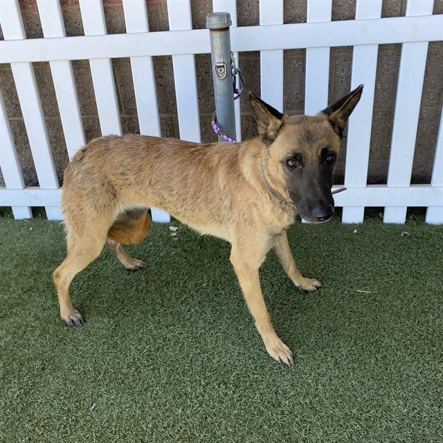 Adoptable Dog
