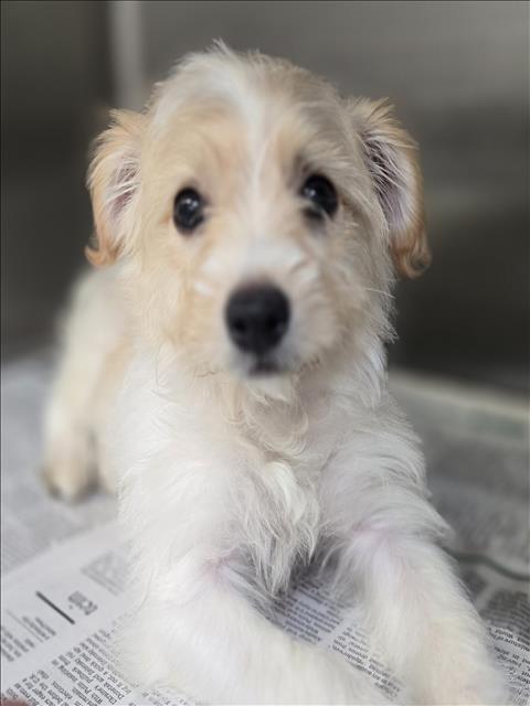 Adoptable Dog