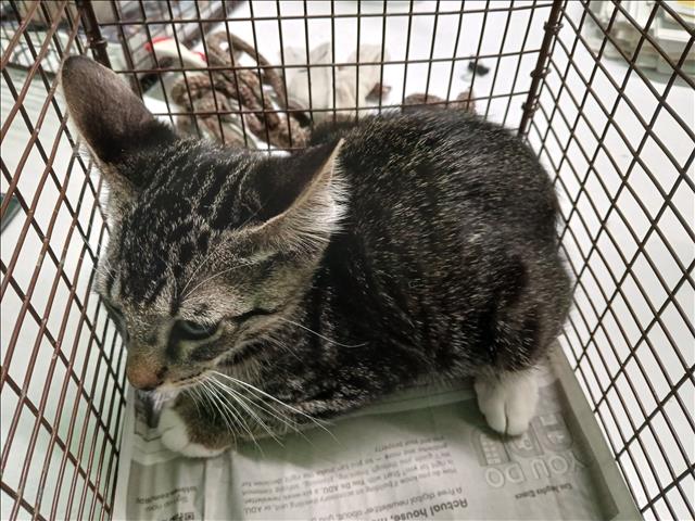 Adoptable Cat