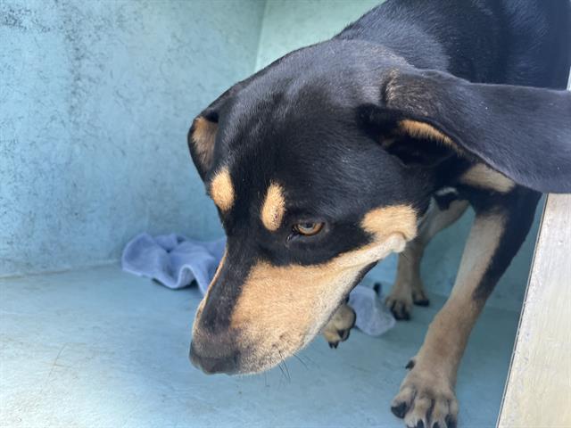 Adoptable Dog