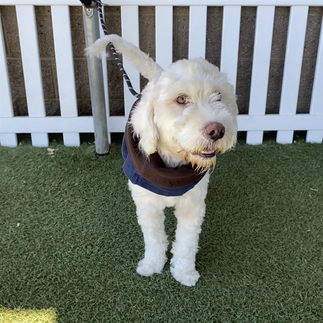 Adoptable Dog
