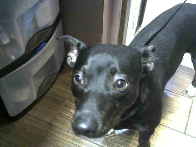 Adoptable Dog