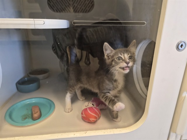 Adoptable Cat