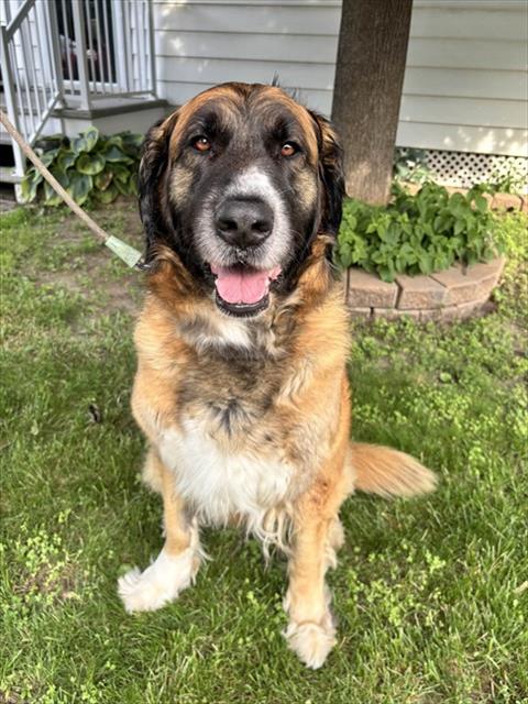 Stella