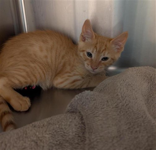 Adoptable Cat