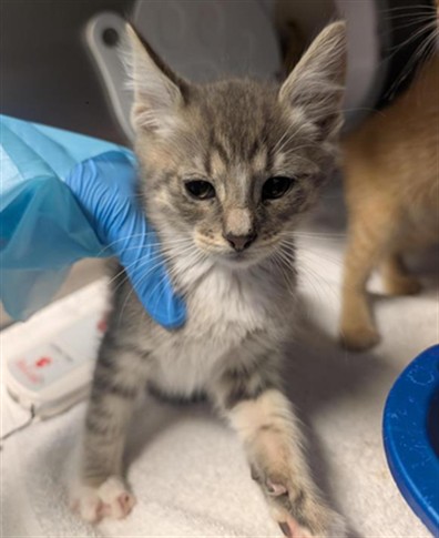 Adoptable Cat
