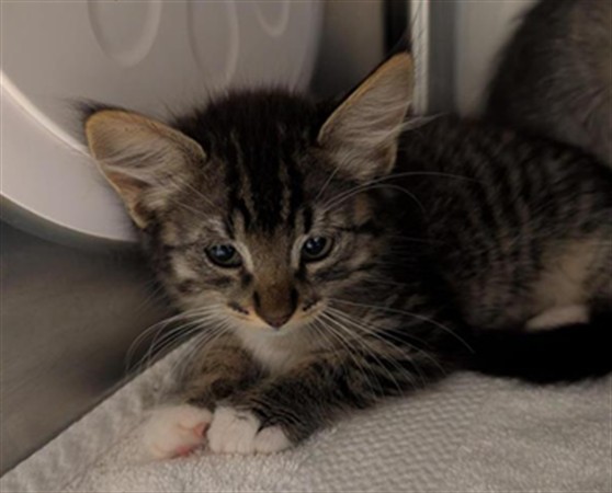 Adoptable Cat
