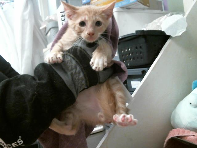 Adoptable Cat