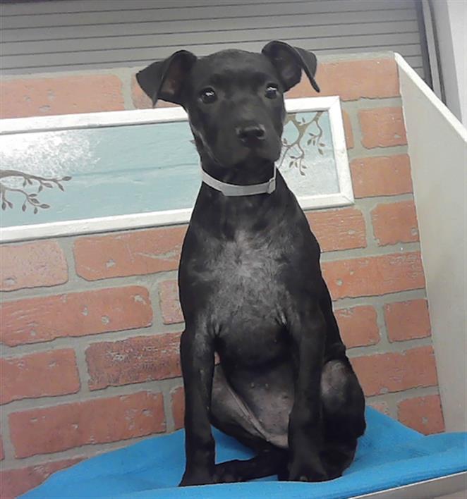 Adoptable Dog