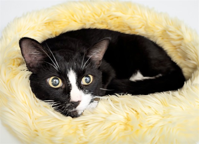 Stray Not Available