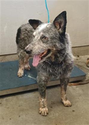 Adoptable Dog