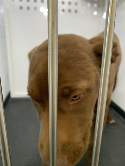 Adoptable Dog