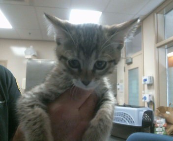 Adoptable Cat