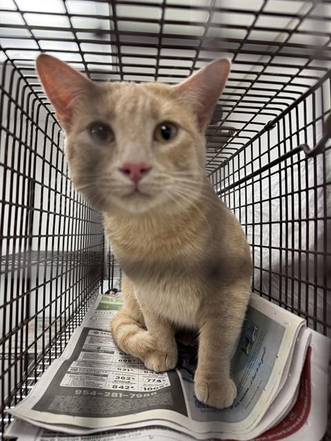 Adoptable Cat