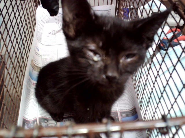 Adoptable Cat