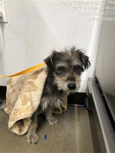 Adoptable Dog