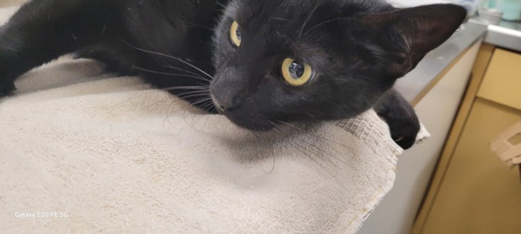 Adoptable Cat