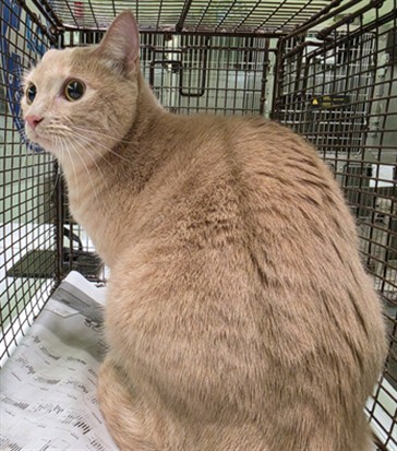 Adoptable Cat