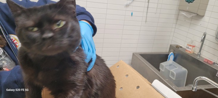 Adoptable Cat