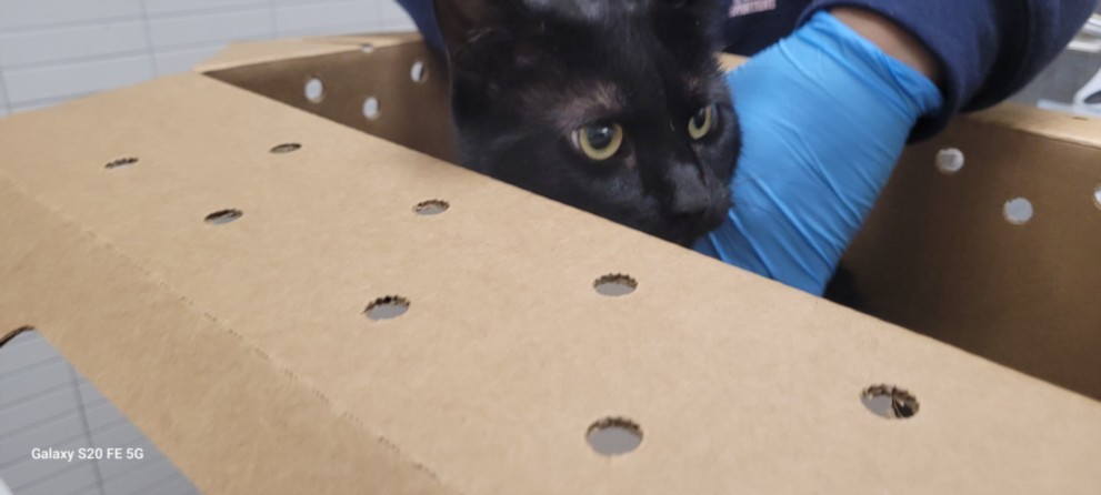 Adoptable Cat