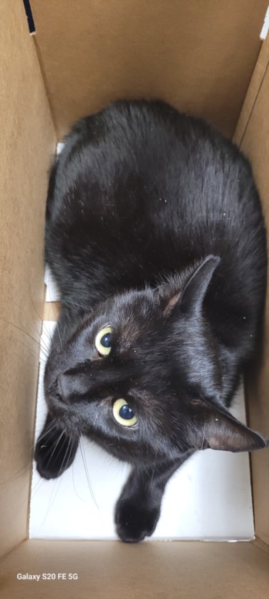 Adoptable Cat