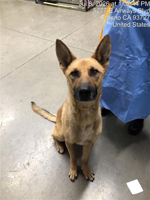 Adoptable Dog