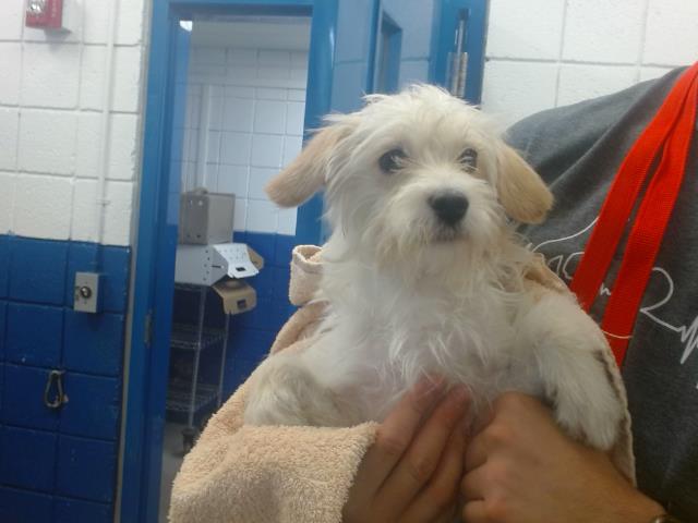Bruno