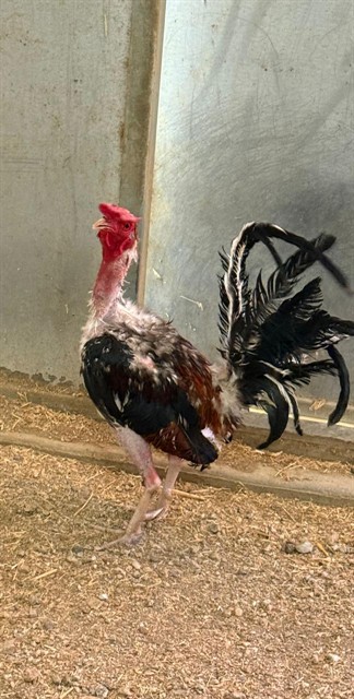 Pollo