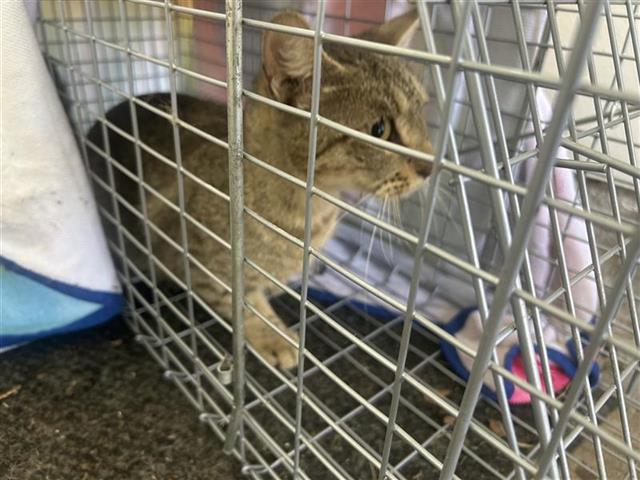 Adoptable Cat