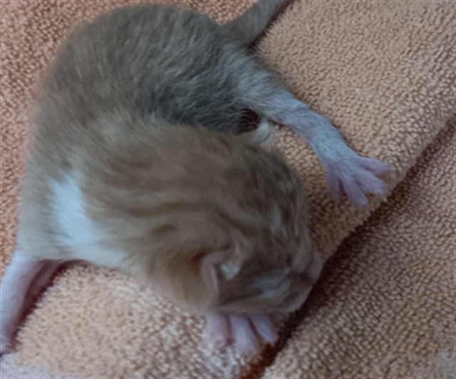 Adoptable Cat